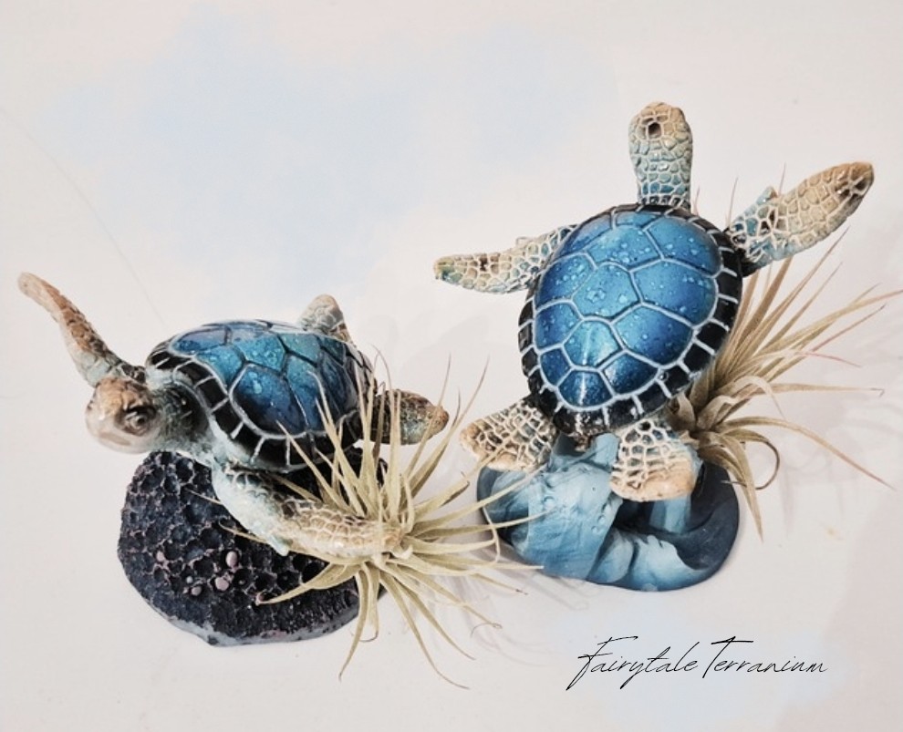 A decorative Fairytale Terranium sea turtle air plant display resting on a tabletop holding a small green tillandsia air plant.